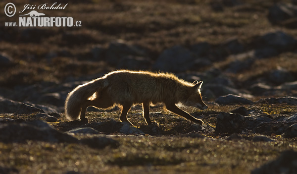 Líška hrdzavá (Vulpes vulpes)