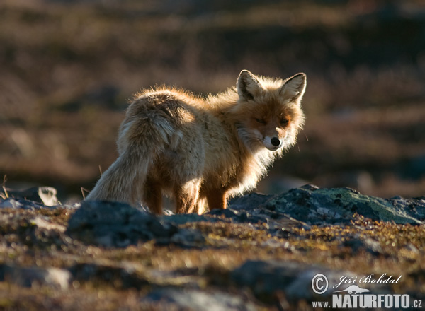 Líška hrdzavá (Vulpes vulpes)