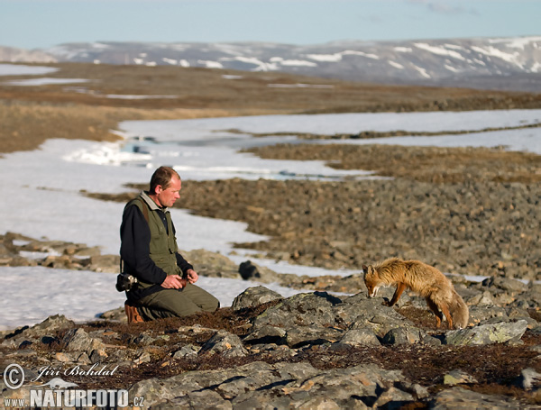 Líška hrdzavá (Vulpes vulpes)