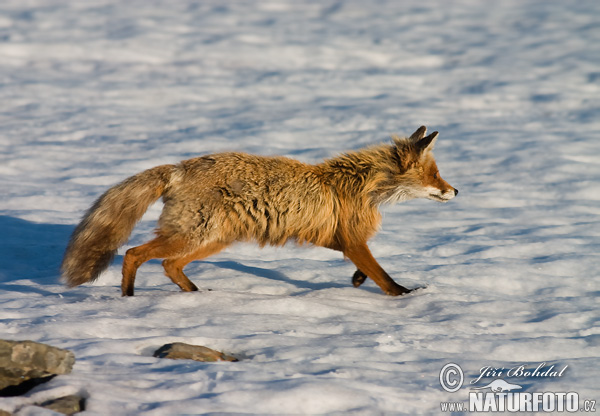 Líška hrdzavá (Vulpes vulpes)