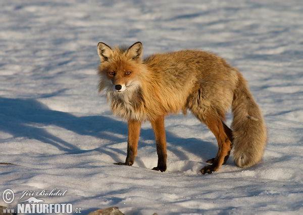 Líška hrdzavá (Vulpes vulpes)