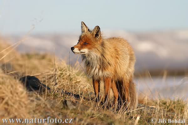 Líška hrdzavá (Vulpes vulpes)