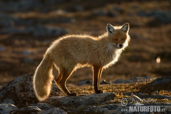 Líška hrdzavá (Vulpes vulpes)