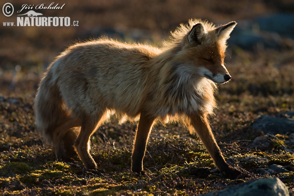 Líška hrdzavá (Vulpes vulpes)