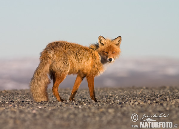 Líška hrdzavá (Vulpes vulpes)