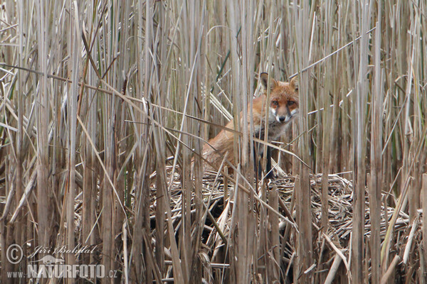 Líška hrdzavá (Vulpes vulpes)