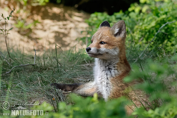 Líška hrdzavá (Vulpes vulpes)