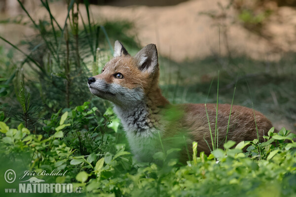 Líška hrdzavá (Vulpes vulpes)