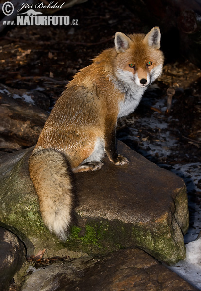 Líška hrdzavá (Vulpes vulpes)