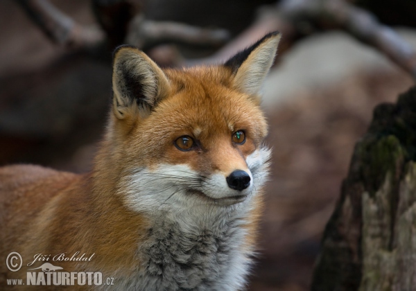 Líška hrdzavá (Vulpes vulpes)