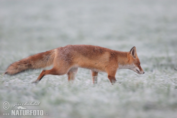 Líška hrdzavá (Vulpes vulpes)