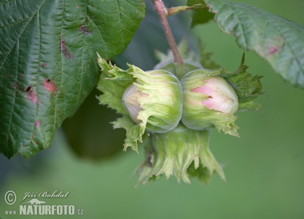 Líska obecná (Corylus avellana)