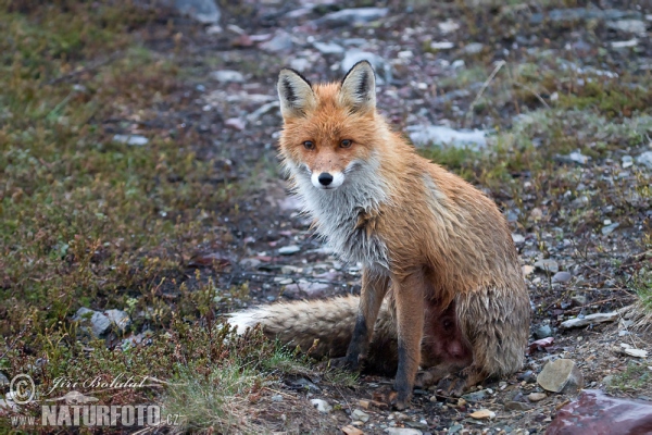 Liška obecná (Vulpes vulpes)