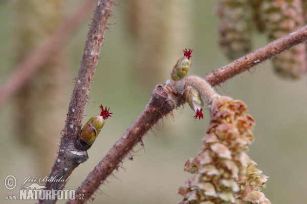 Líska obecná (Corylus avellana)