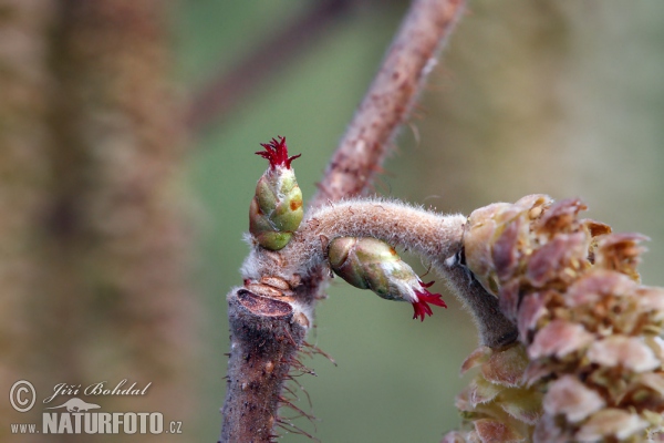 Líska obecná (Corylus avellana)