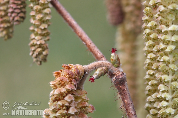 Líska obecná (Corylus avellana)