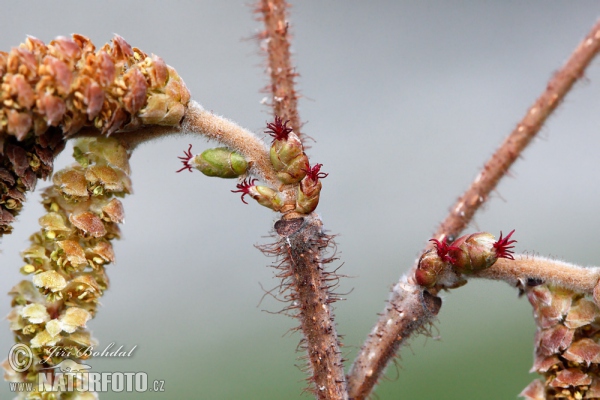 Líska obecná (Corylus avellana)