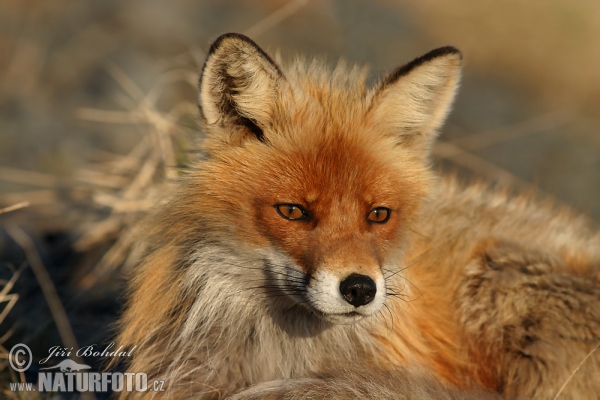 Liška obecná (Vulpes vulpes)