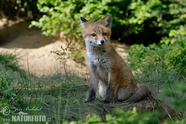 Liška obecná (Vulpes vulpes)