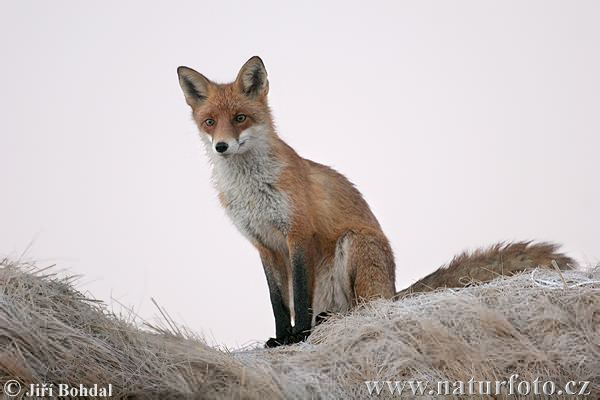 liška obecná (Vulpes vulpes)