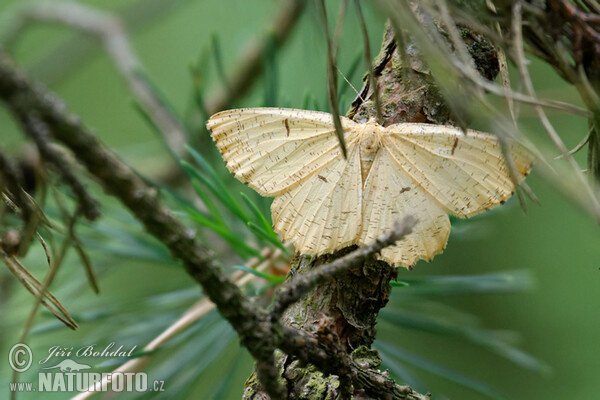 Listnatka trnková (Augerona prunaria)