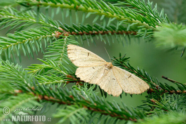 Listnatka trnková (Augerona prunaria)