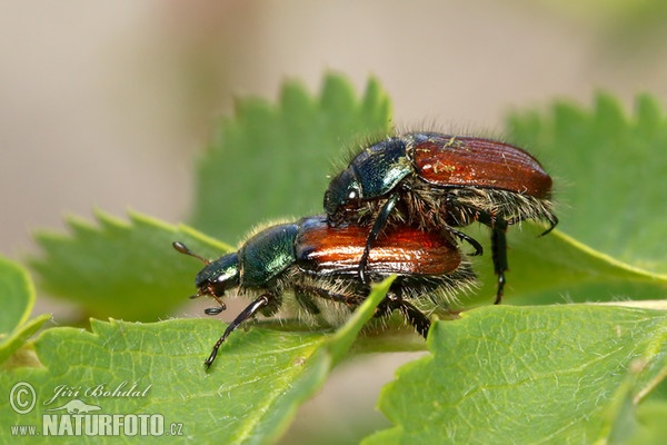 Listokaz zahradní (Phyllopertha horticola)