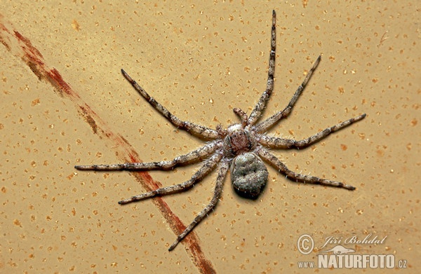 Listovník plochý (Philodromus margaritatus)