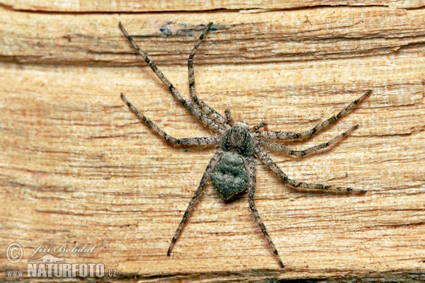 Listovník plochý (Philodromus margaritatus)