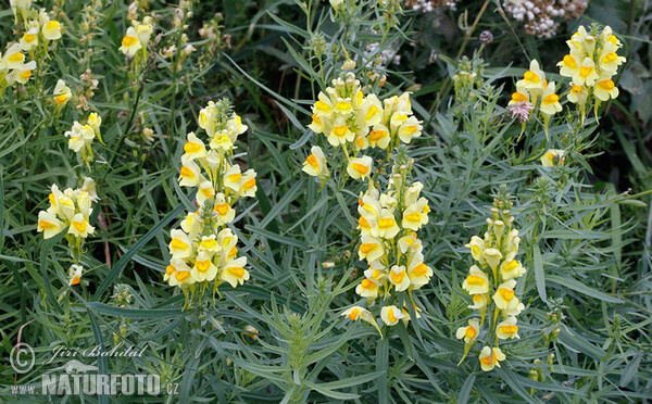 Lnice květel (Linaria vulgaris)