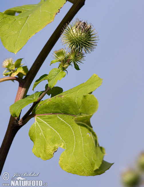 Lopúch väčší (Arctium lappa)