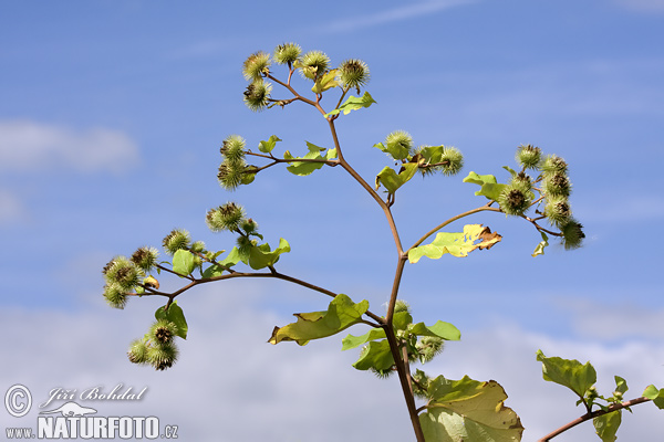 Lopúch väčší (Arctium lappa)