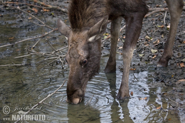 Los mokraďový (Alces alces)