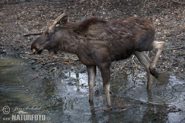 Los mokraďový (Alces alces)