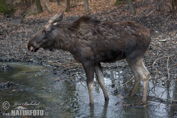 Los mokraďový (Alces alces)