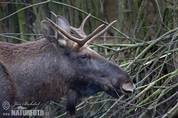 Los mokraďový (Alces alces)