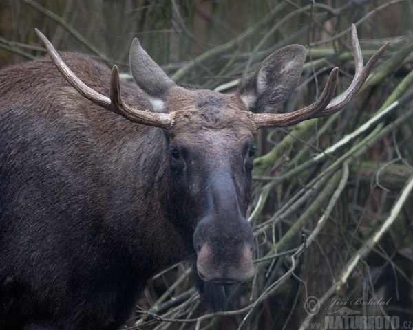 Los mokraďový (Alces alces)