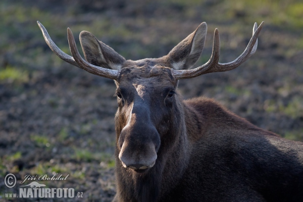 Los mokraďový (Alces alces)