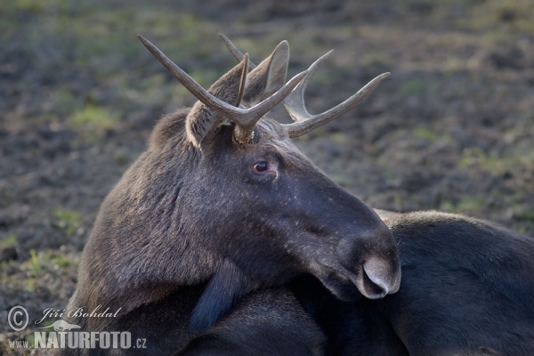 Los mokraďový (Alces alces)