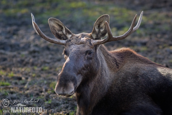 Los mokraďový (Alces alces)