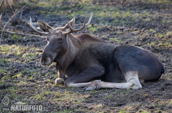 Los mokraďový (Alces alces)