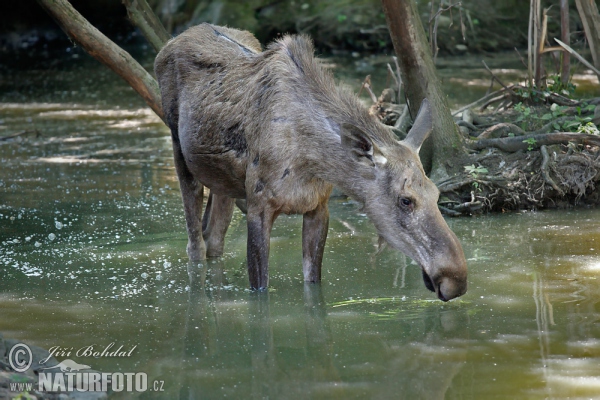 Los mokraďový (Alces alces)