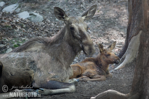 Los mokraďový (Alces alces)