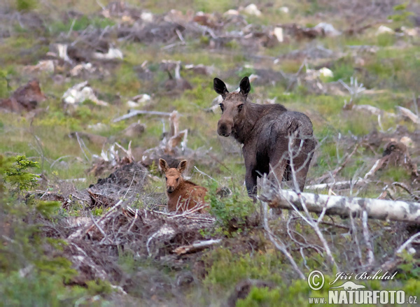 Los mokraďový (Alces alces)