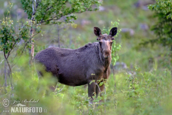 Los mokraďový (Alces alces)