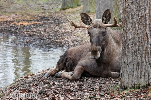 Los mokraďový (Alces alces)