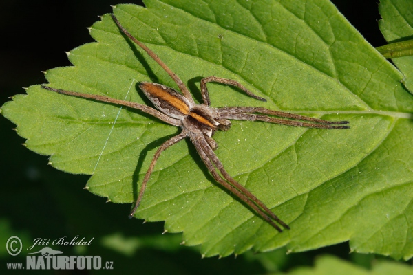 Lovčík hajní (Pisaura mirabilis)