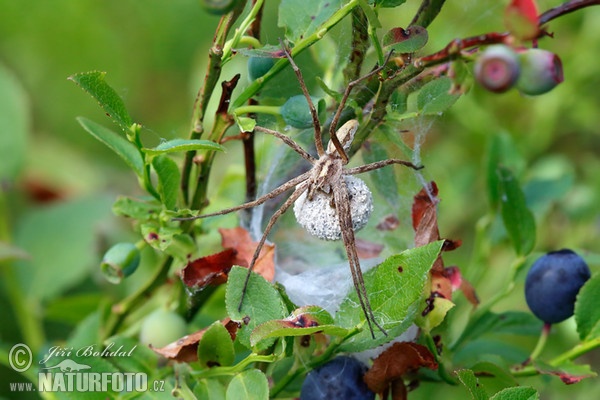 Lovčík hajní (Pisaura mirabilis)