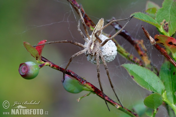 Lovčík hajní (Pisaura mirabilis)