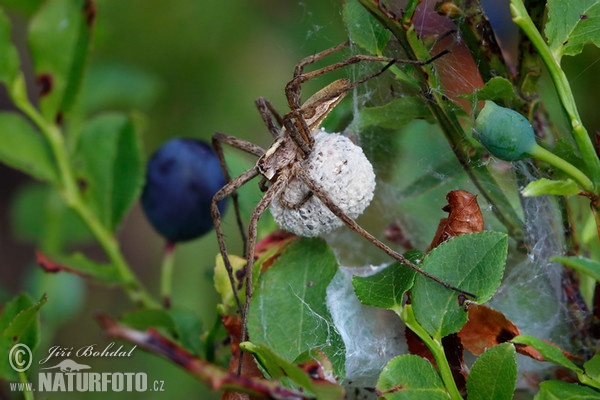 Lovčík hajní (Pisaura mirabilis)